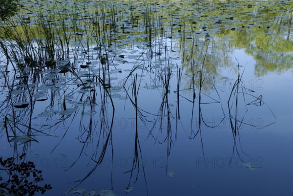 Reflection on the water at Wolfsmoor in Marienhölzung, Flensburg, Schleswig-Holstein, Germany, Europe