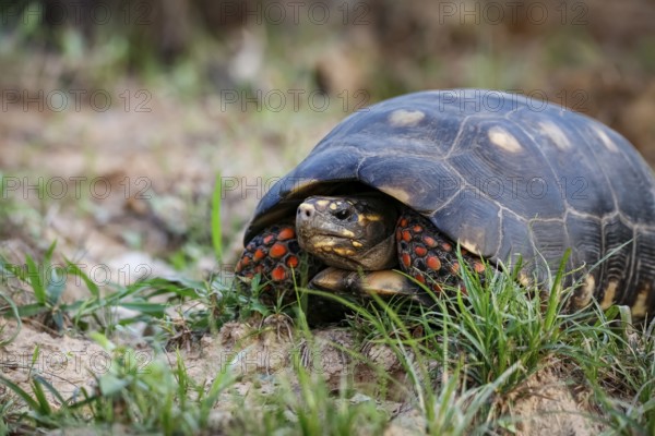 Red-footed tortoise facing camera in grass, Pantanal Wetlands, Mato Grosso, Brazil, South America