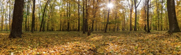 Autumn panorama of autumn yellow forest