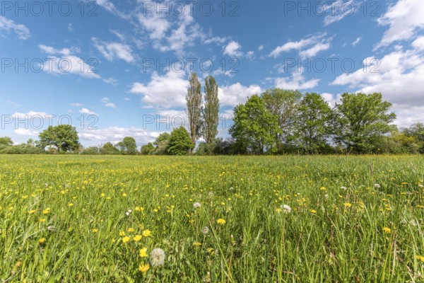 Wild flowers in a natural meadow on a sunny spring day. Bas Rhin, Alsace, France, Europe