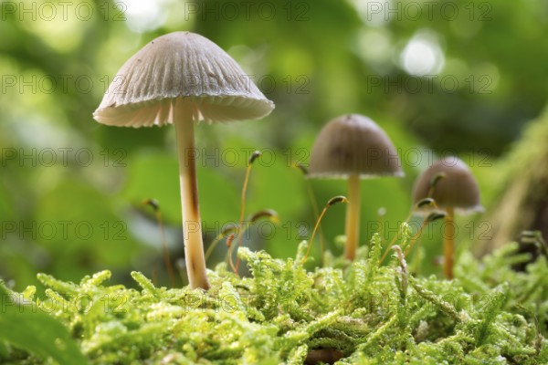 Mushrooms in forest in the autumn in the Netherlands