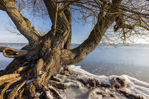 Large tree on the shore of a frozen lake, surrounded by ice and bright sunshine, Niederzell, Reichenau, Lake Constance, Baden-Württemberg, Germany, Europe