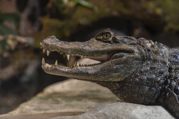 A picture of a Crocodile at the Oslo Reptile Park