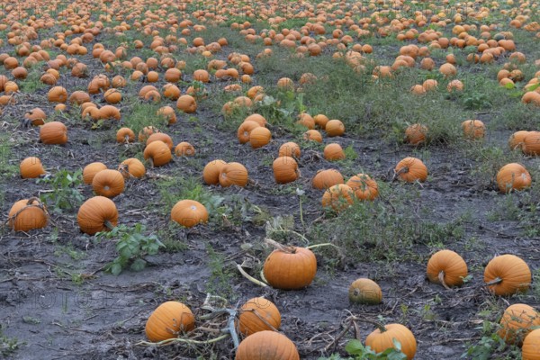 Large field with many pumpkins