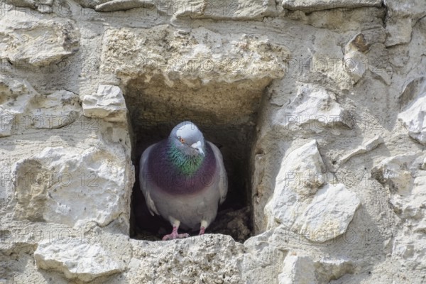 Pigeon in the Attic Window of an Old Building Szekesfehervar, Hungary, Europe