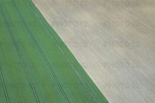 Rapeseed green field in spring, Agricultural land, Aerial View