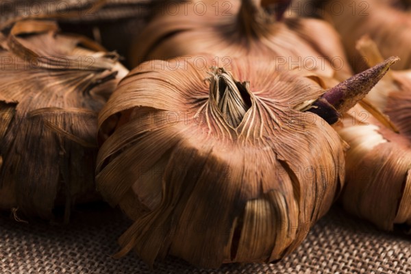 Gladiola bulbs ready to plant in the spring garden