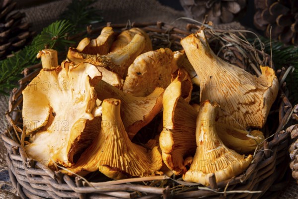 Real chanterelles, a delight from the forest