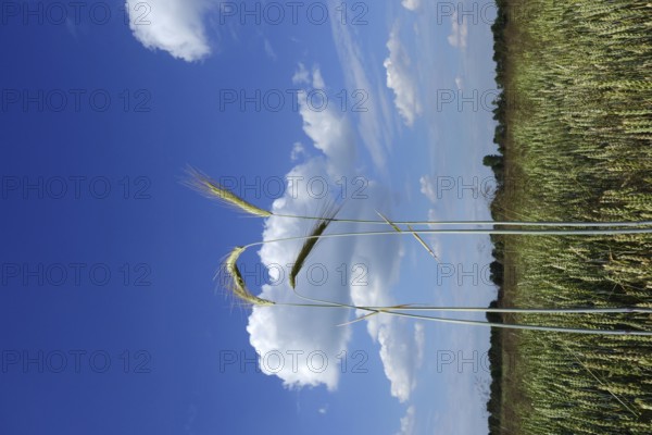 Grain field