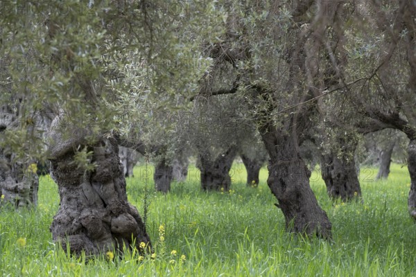 Centenary olive trees of Alqueria d'Avall, Bunyola, Majorca, Balearic Islands, Spain, Europe