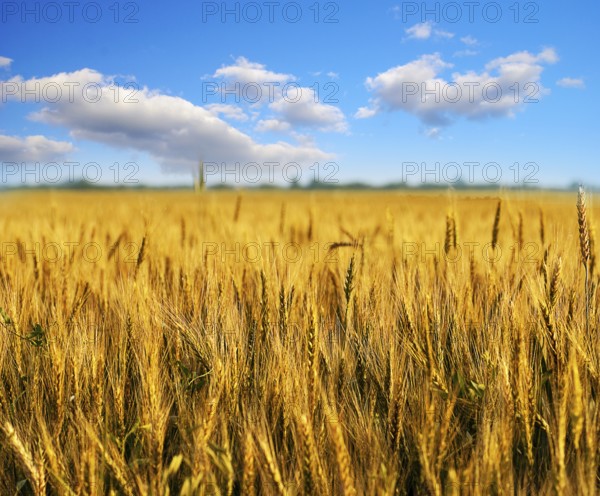 Wheat field with clouds on blue sky. Shallow deep of field
