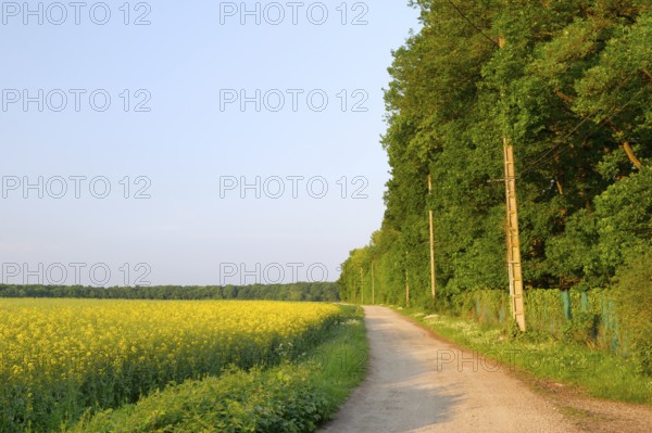Yellow rape seed in the vertical landscape