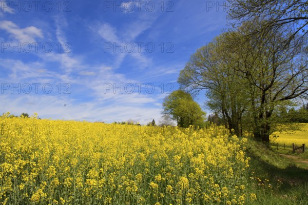 Limousin landscape with blooming yellow rape seed