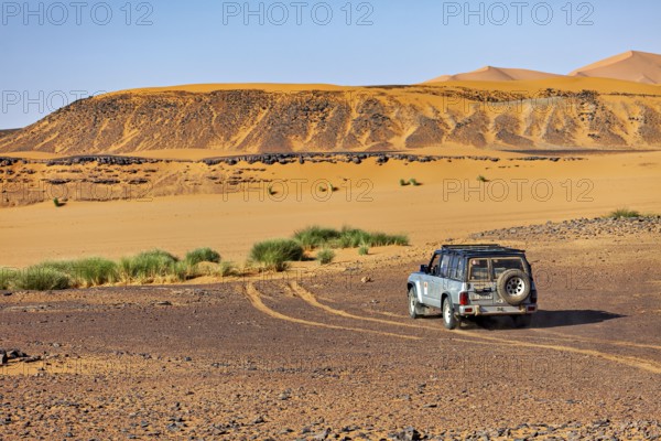 An off-road vehicle drives on unpaved lanes in a desert landscape with low vegetation, Off-road vehicle driving through the dry desert, a tree in the foreground, By off-road vehicle through the Sahara desert in Algeria