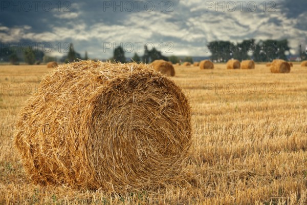 Wheat straw rolls on the field at sunset
