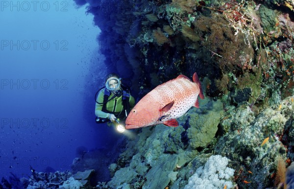 Diver and panther trout perch, Plectropomus pessuliferus, Egypt, Africa, Sinai, Dahab, Red Sea, Africa