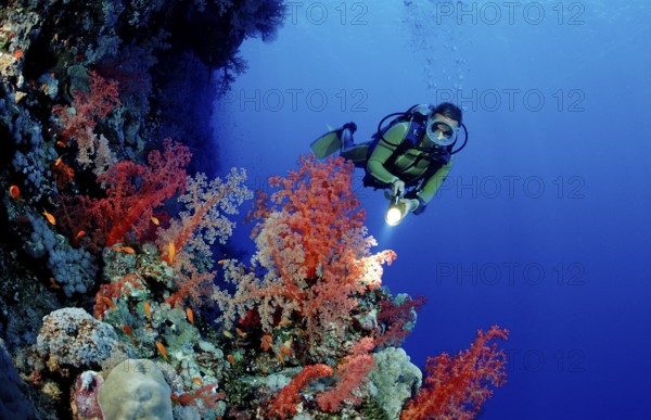 Diver and colourful coral reef, Egypt, Africa, Sinai, Ras Mohammed, Red Sea, Africa