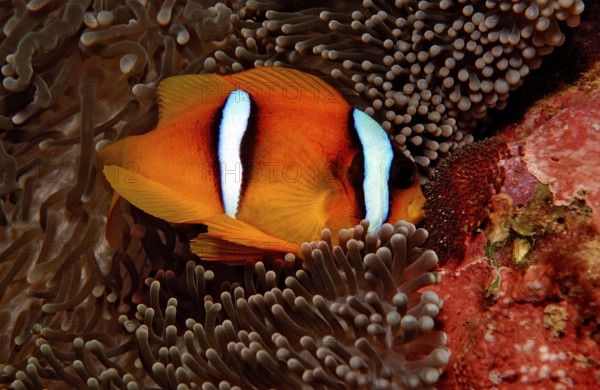 Red Sea Anemonefish, Amphiprion bicinctus, Djibouti, Djibouti, Africa, Afar Triangle, Gulf of Aden, Gulf of Tadjourah, Africa