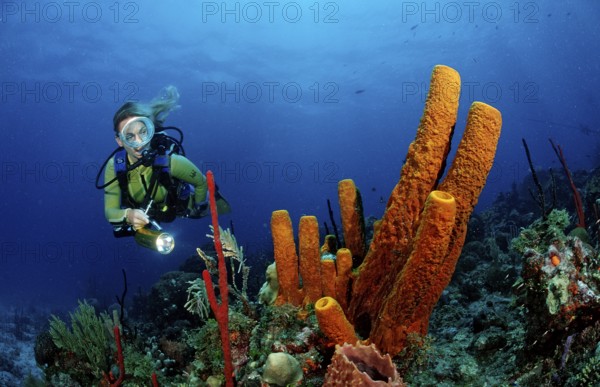 Tubular sponge and diver, Pseudoceratina crassa, Catalina, Caribbean Sea, Dominican Republic, Central America