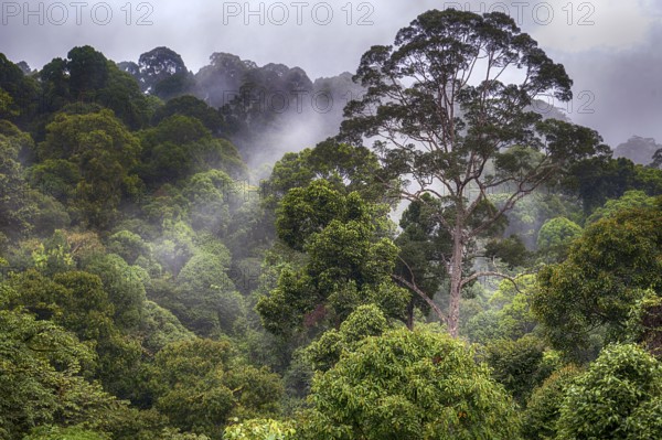 Tropical rainforest, Deramakot Forest Reserve, Sabah, Borneo Malaysia
