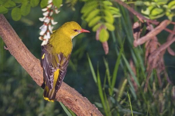 Oriole, (Eurasian Golden Oriole), on perch, animals, birds, New Tower Hide, Tiszaalpár - Kiskunsági Nation, Bács-Kiskun, Hungary, Europe