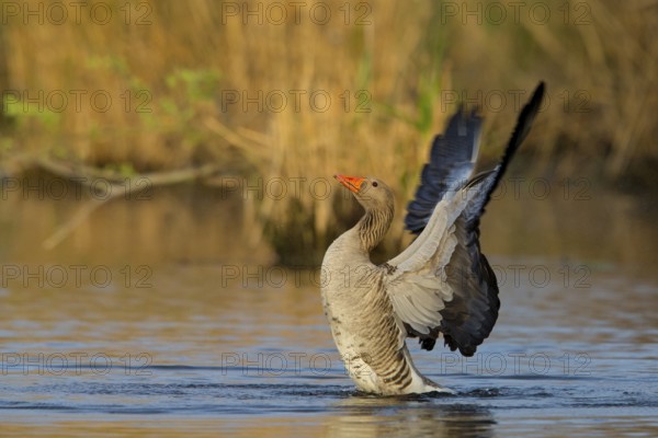 Greylag goose, (Anser anser), animals, birds, goose, geese, field geese, family of ducks, bathing in the lake, Wagbachniederung, Ladenburg, Baden-Württemberg, Federal Republic of Germany