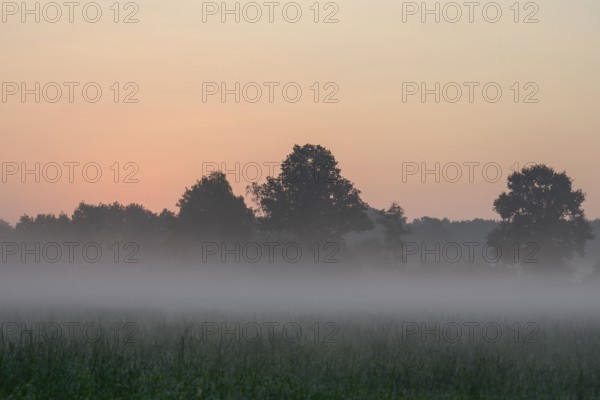 Morning fog
