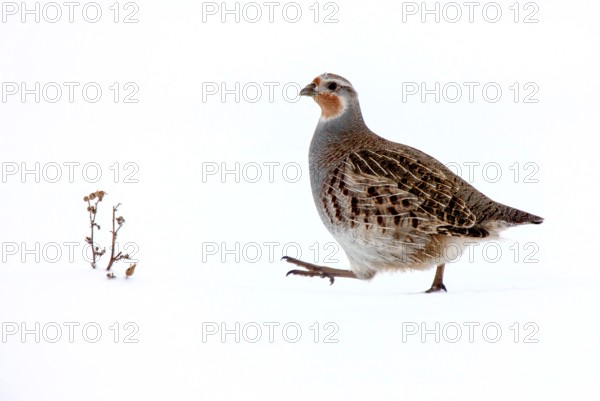 Partridge in Saskatchewan Canada season Prairie Scene