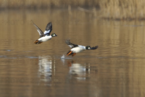 Goldeneye duck male in flight, Bucephala clangula, Male Common Goldeneye duck
