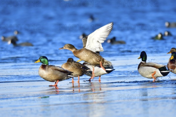 Mallard on an ice floe .Mallard in winter on an ice floes