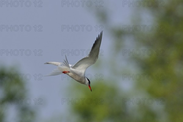 Common tern in flight. Common Tern in the morning sun