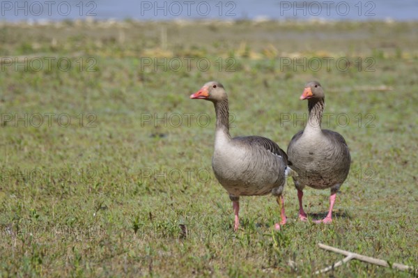 Greylag geese in Bavaria
