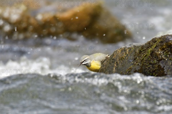 Grey wagtail in spring. Grey wagtail looking for food