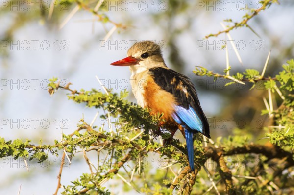 Grey-headed Kingfisher on an acacia branch in Samburu Park in central Kenya