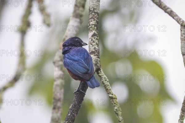 Chestnut-bellied euphonia on a tree branch from the back, head to the right, Serra da Mantiqueira, Atlantic Forest, Itatiaia, Brazil, South America
