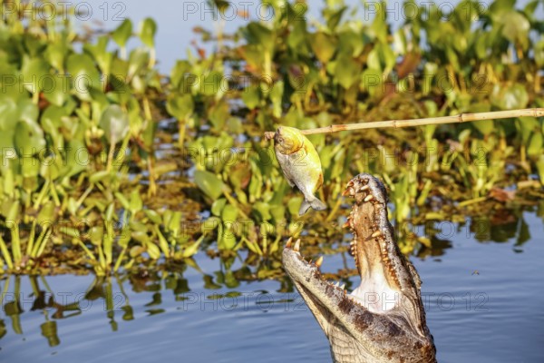 Yacare caiman jumps out of water for and caught a piranha, Pantanal Wetlands, Mato Grosso, Brazil, South America