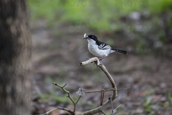 Great antshrike with an insect in its beak perched on a bare branch in forest, Pantanal Wetlands, Mato Grosso, Brazil, South America
