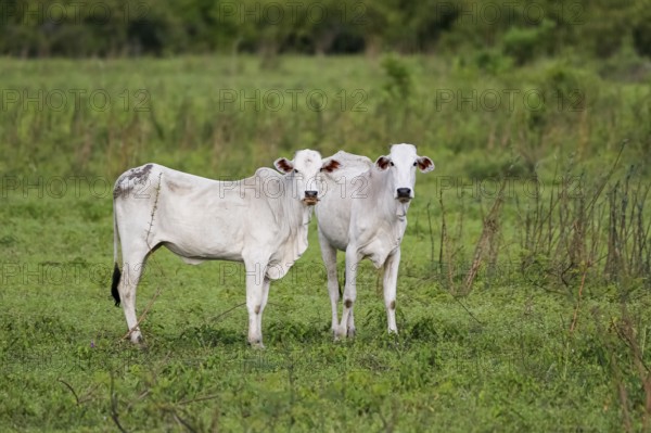 Two typical white Pantaneira cows on a lush green meadow, facing camera, Pantanal Wetlands, Mato Grosso, Brazil, South America