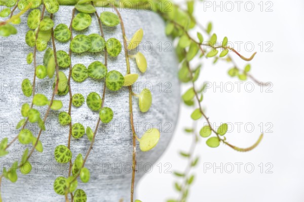 Long lashes of peperomium prostrate in a concrete pot hang with round turtle leaves. Peperomy close-up in the interior on a white background, an ornamental plant