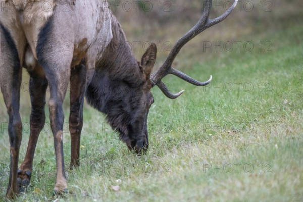 Wild Elk Close up Northern Saskatchewan Bull