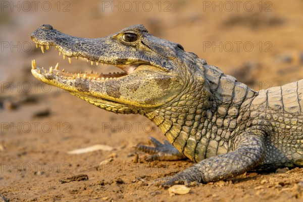 Caiman (Caimaninae), Crocodile (Alligatoridae), crocodile (Crocodylia), animal portrait, Pantanal, inland, wetland, UNESCO Biosphere Reserve, World Heritage Site, wetland biotope, Mato Grosso, Brazil, South America