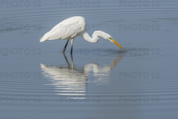 Great egret (Ardea alba) searching for fish. Bas Rhin, Alsace, France, Europe