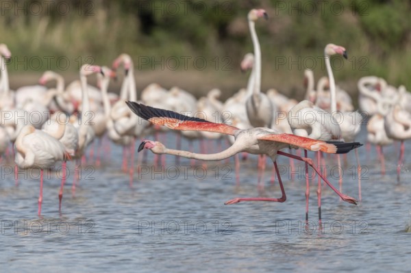 Flamingo (Phoenicopterus roseus) taking off from a pond. Saintes Maries de la Mer, Parc naturel regional de Camargue, Arles, Provence Alpes Cote d'Azur, France, Europe