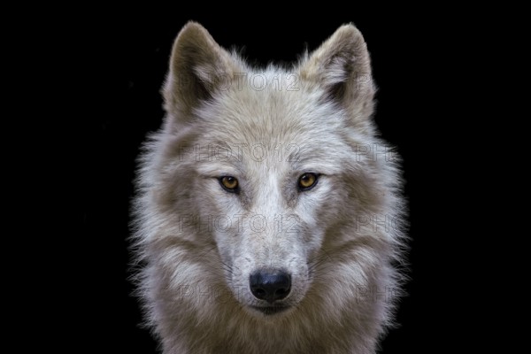 Portrait of arctic wolf isolated on black background. Polar wolf
