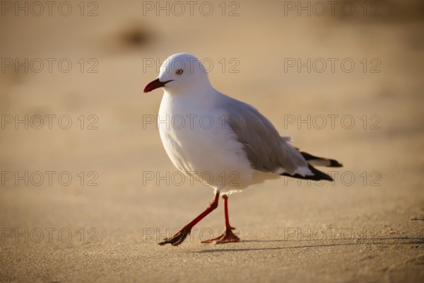 A seagull at Portsea Ocean Beach during a sunny evening in Portsea, Victoria, Australia, Oceania