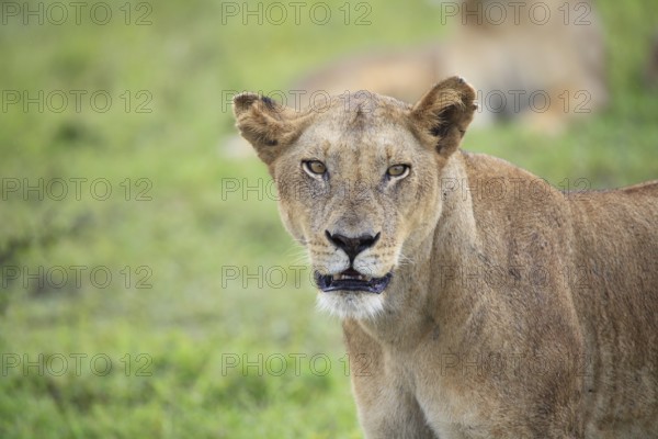 Young lioness, Tanzania, Safari, Mikumi National Park, Africa