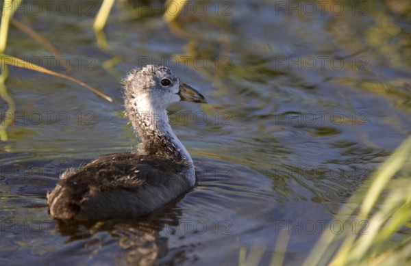 Coot Waterhen Babies in pond in Saskatchewan Canada
