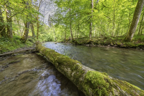 A moss-covered tree trunk lies above a clear river, Linzgauer Aach, in a green forest, peaceful scene, Aachtobel, Hohenbodman, Owingen, Lake Constance district, Baden-Württemberg, Germany, Europe
