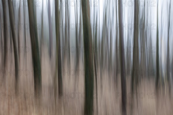 Trees in the forest, blur effect, Leoben, Styria, Austria, Europe