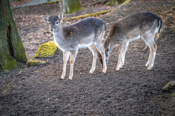 Two European fallow deer (Dama dama) standing quietly next to each other in the forest, Eisenberg, Thuringia, Germany, Europe